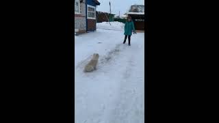 ТИМЕРТАШ ШИК и БЛЕСК (Тюмень) сын Яны и Лондона (Вит Бир Ягана + Зауральский Медведь Лондон) ТИМЕРТАШ ШИК и БЛЕСК (Тюмень) сын Яны и Лондона (Вит Бир Ягана + Зауральский Медведь Лондон)