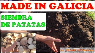 siembra de la PATATA