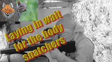 GREY SQUIRREL AMBUSH.