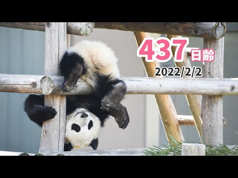 ジャイアントパンダ（楓浜）】楓浜さんぽ（437日齢） - YouTube