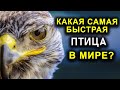 КАКАЯ САМАЯ БЫСТРАЯ ПТИЦА В МИРЕ