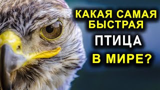 КАКАЯ САМАЯ БЫСТРАЯ ПТИЦА В МИРЕ