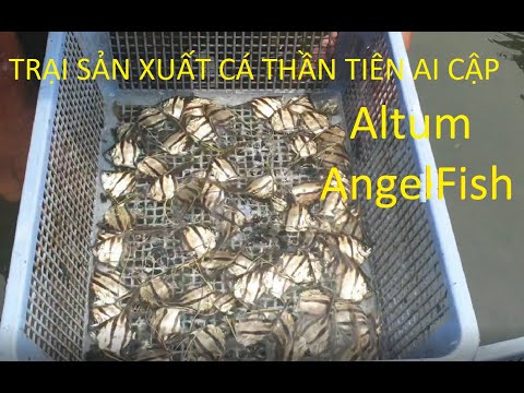 Video: Cá ở Ai Cập