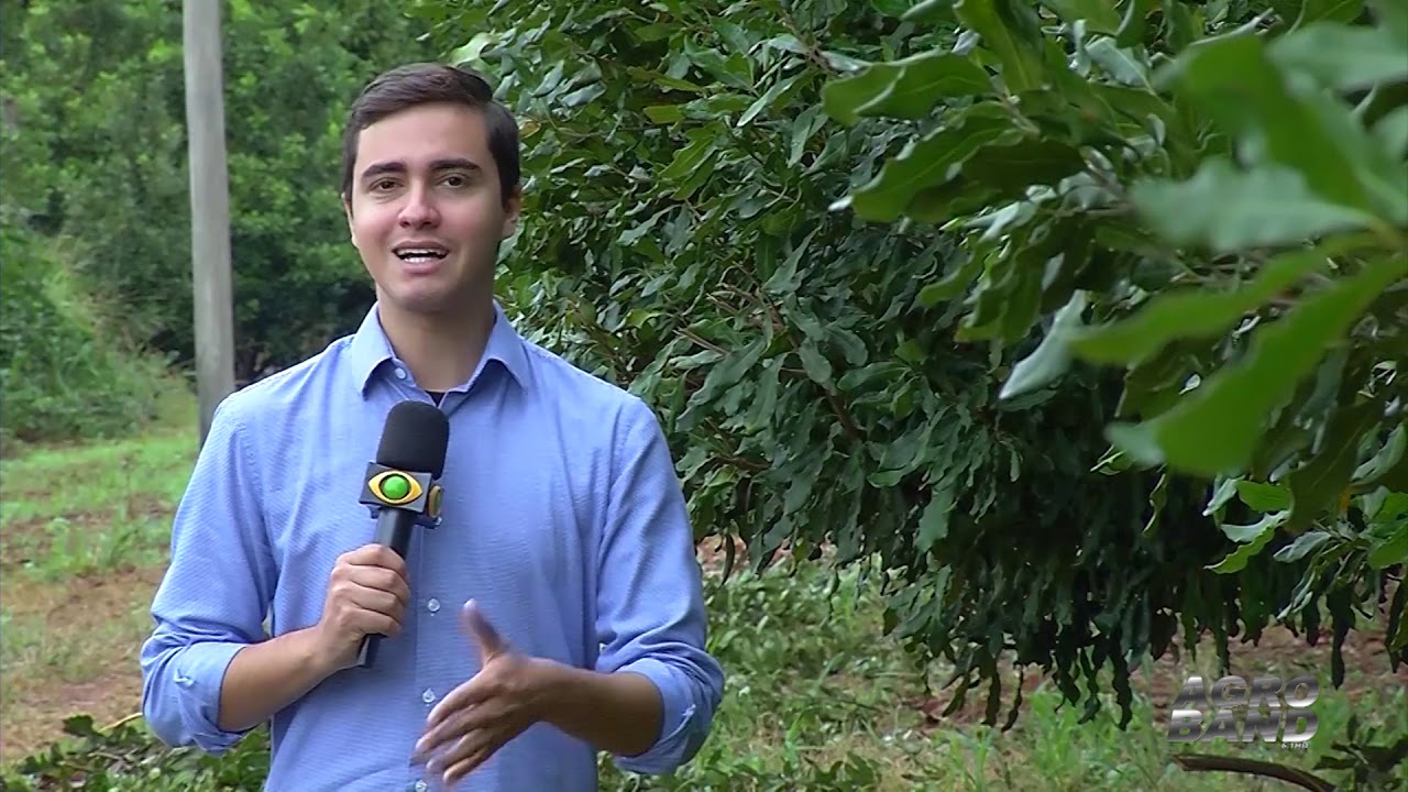 Conheça a macadâmia, a rainha das nozes