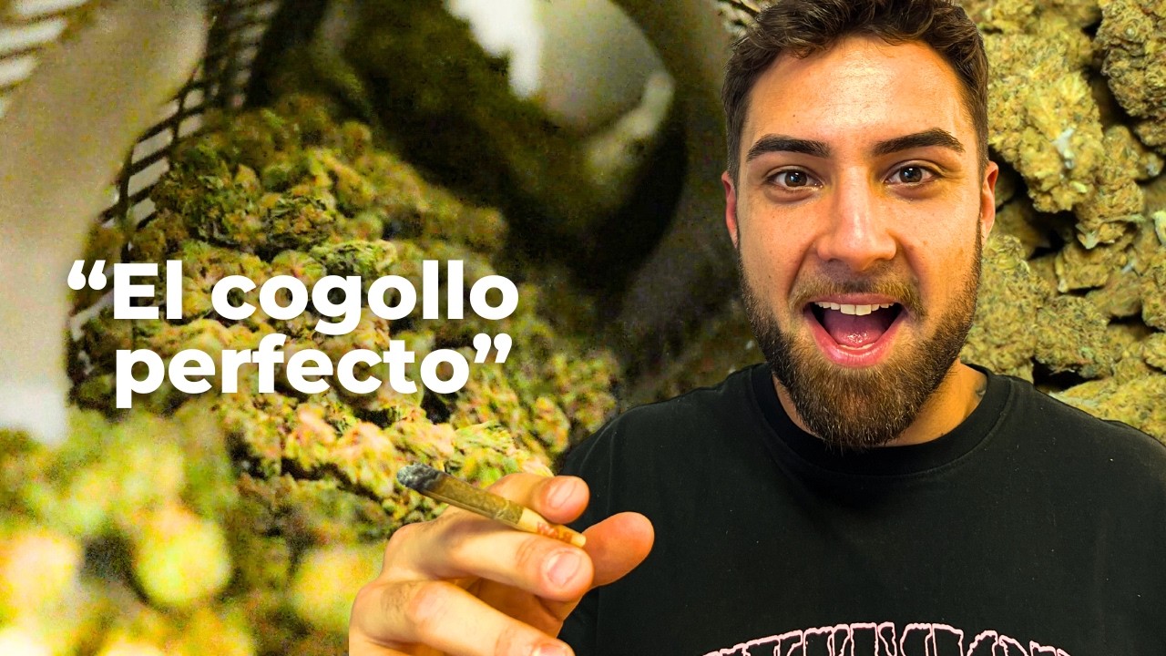 Dentro del procesado del cannabis: cómo se transforma la flor, el trim y el kief