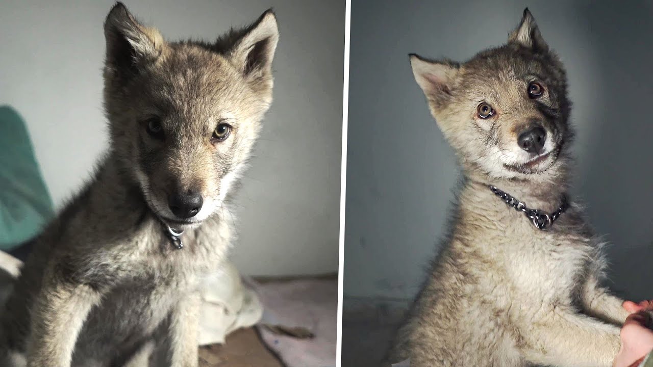 BÖRÜ İÇİN AKŞAM YEMEĞİ HAZIRLADIK!