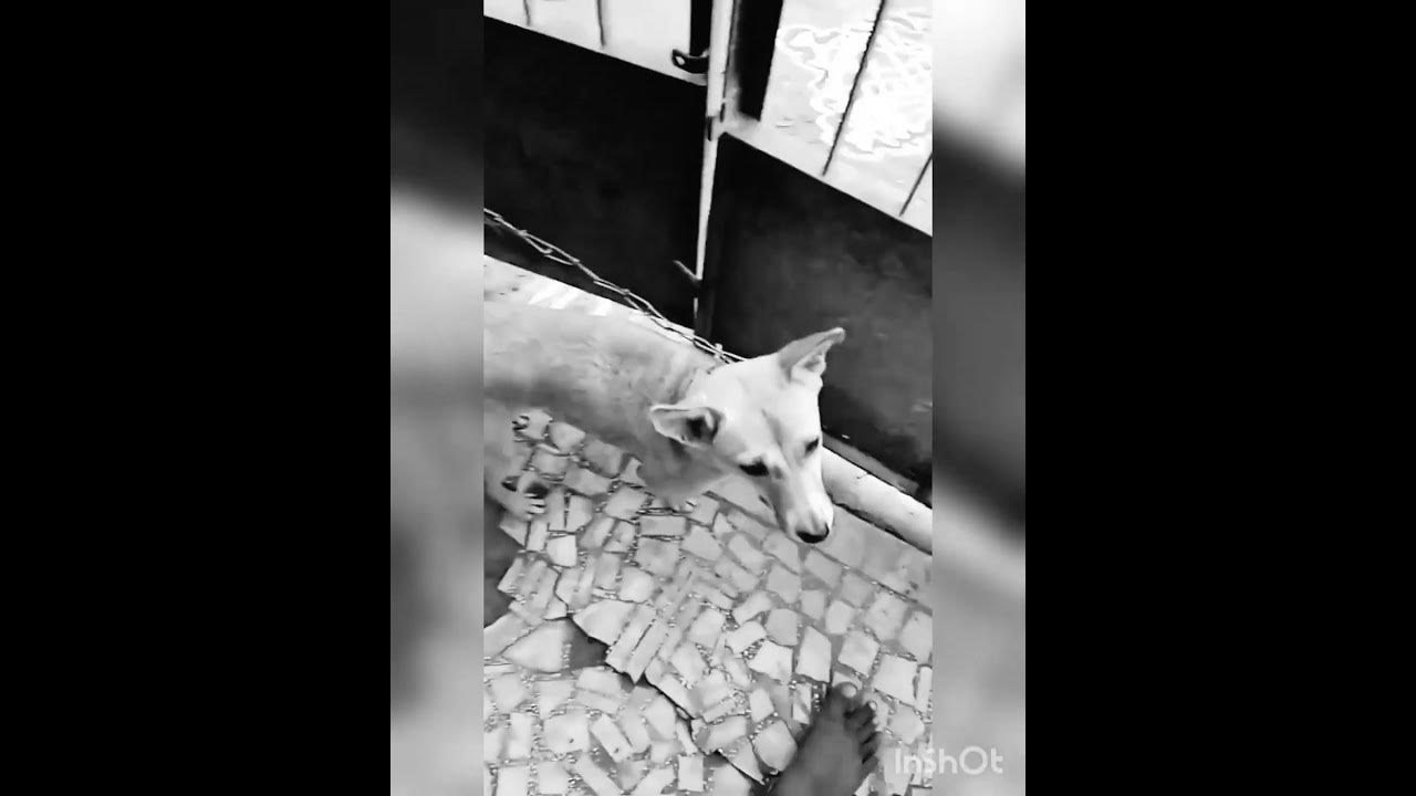 our-dog-passed-away-youtube