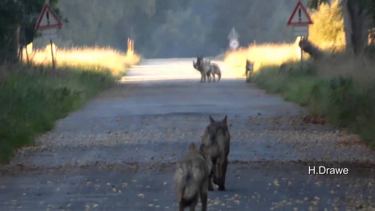 Munster Wolf mit Sender