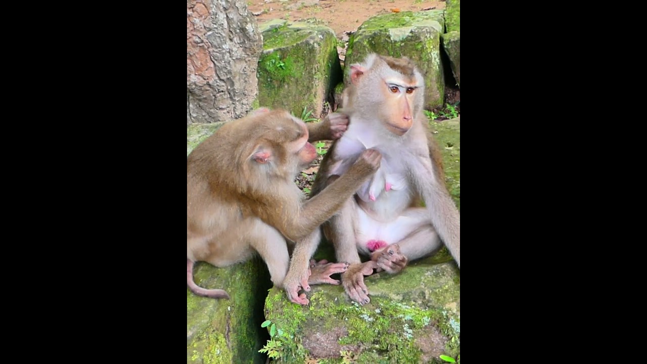 Luna hungry milk of Libby 