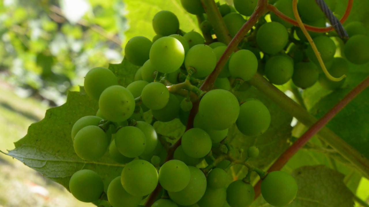 225 Tommy Lane, Lewisburg, WV 24901 YouTube