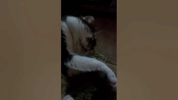 snoring cat