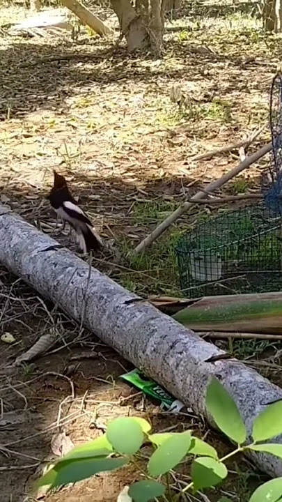 keganasan Kacer kalimantan