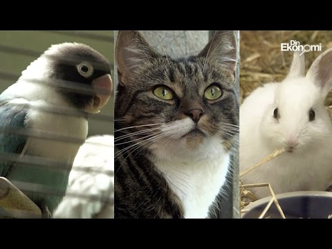 Video: Hur Mycket Kostar En Papegoja