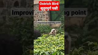 Ostrich bird ll शुतुरमुर्ग पक्षी