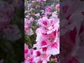 Unique Flowers grown at Terrace garden🏡🫶🏻🌷 #stressrelief #garden #gardening #relaxing