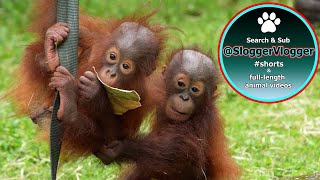 Playful Orangutan Baby Wrestling and Playtime with Jim and Joe