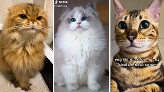 Funny Cat Videos 2023 😅 Funniest Kitten Videos by Cats being CATS! 2,738 views 9 months ago 10 minutes, 27 seconds
