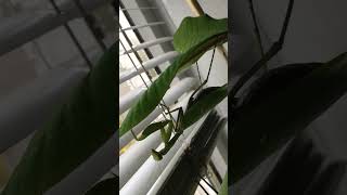 Как и где отдыхают Богомолы #mantis #домашниенасекомые #Каменское #отдых #Кам'янське
