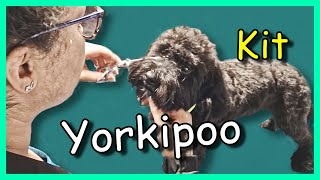 Dog grooming a Yorkipoo