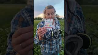 рання капуста. білокрилка #garden