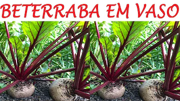 Como plantar beterraba e cenoura em vasos?