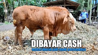 DI BAYAR CASH ‼ BIARLAH HARGA JADI REJEKI PETERNAKNYA