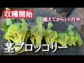 【久々の収入源なり】茎ブロッコリーが面白い♪