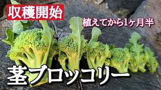 【久々の収入源なり】茎ブロッコリーが面白い♪