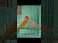 Canary Breeding Season Educational Video With Awesome Singing Birds Canary Kenari Kenarimania 