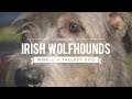 ALL ABOUT IRISH WOLFHOUNDS: THE WORLD'S TALLEST DOG の動画、YouTube動画。