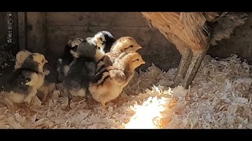 ME NYUAM QAIB THAIB NYUAM QHUAV DAUG 8/30/2022