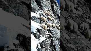 Mountain Goat's Activity | #wildlife #animals #status #nature #shorts