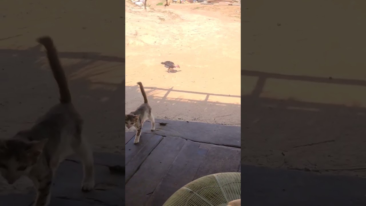 rural cats, rural kittens 