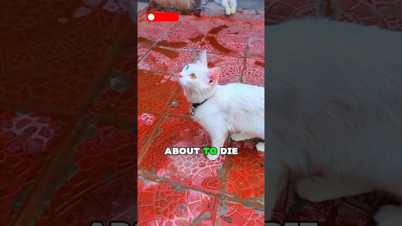 If you had only ONE song left to play... 🎵 #trending #shortsfeed #pets #animals #funny #cutecat #cat