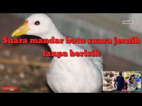 Masteran suara pikat mandar batu jernih tidak ada berisik