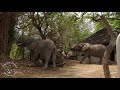 Elephants in camp - Shenton Safaris