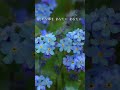 【美しき名曲シリーズ】『忘れな草をあなたに』歌: Yoshimi (ショート版) #懐かしい曲 #ヴォーチェアンジェリカ #菅原洋一 #倍賞千恵子 #昭和歌謡曲