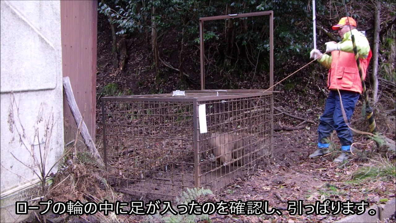 ロープラチェットで猪を補てい - YouTube