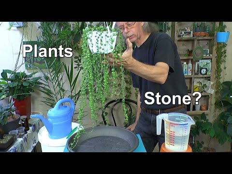 Video: Euphorbia Plant Care - Anbautipps für Euphorbia-Pflanzen