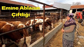 40 Adet Büyükbaş Açık Besi Sistemi - Bakım kolay #hayvancılık #çiftlik #açıkbesi