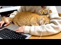 徹夜で仕事していたら腕の中で愛猫が寝ちゃいました!