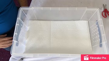 Clutch 2 post shed Albino Black Pewter x Albino Black Pastel