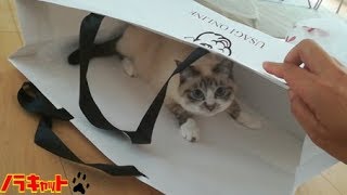 紙袋が大好きな猫が可愛すぎてキュンキュンしちゃう