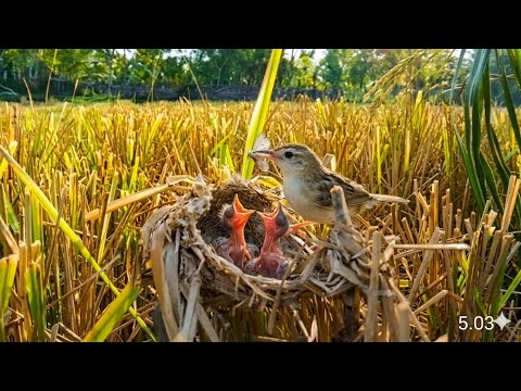 Baby bird fell down the nest Mother was busy looking for it - YouTube