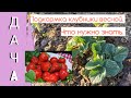 Клубника весной. Эффективная ПОДКОРМКА КЛУБНИКИ.