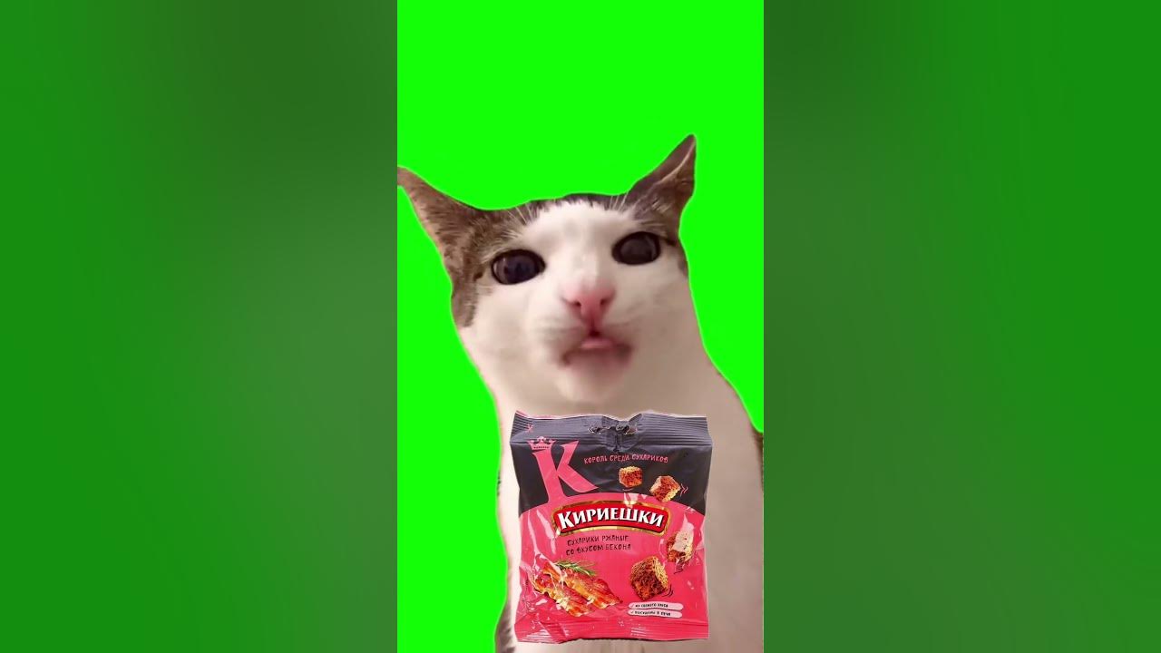 Кот ест кириешки с беконом - YouTube