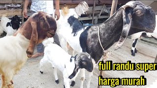 750 !! Randu jantan siap qurban ,induk (bunting \& bonak) bakalan jantan ,pe ekonomis freeongkir jawa