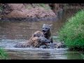 Hyenas fighting in water