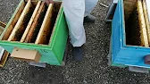 ПАСЕКА на РОЯХ # Apiary for swarms