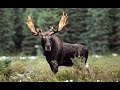 Лось - Moose (Энциклопедия животных)